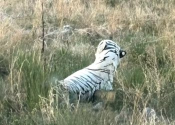 Emergency Pikes Peak Call for Injured Dog Turns Into Surprise Meeting with a ‘Tiger’